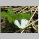 Anthocharis cardamines - Aurorafalter w01.jpg